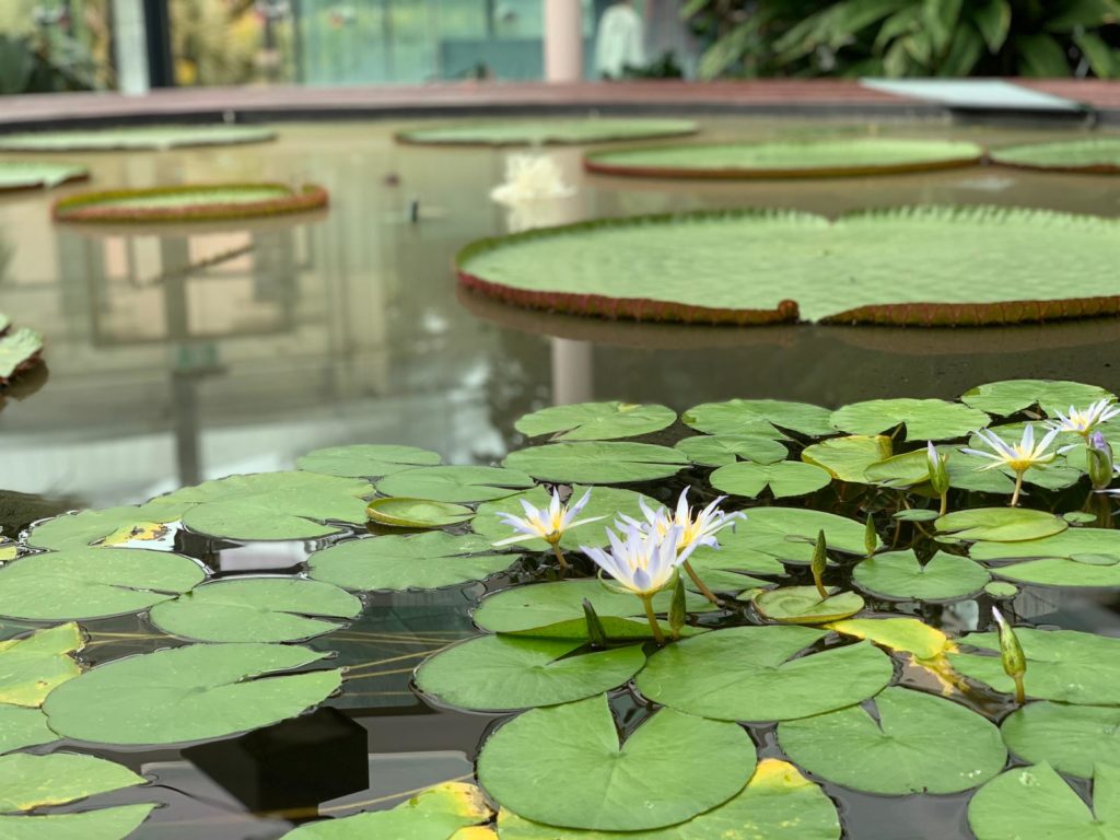 Adelaide Botanic Garden Adelaide Botanic Garden