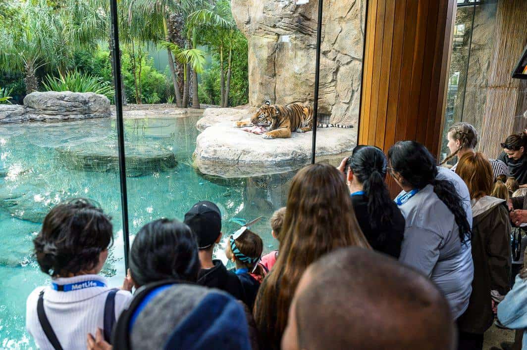 People watching a tiger