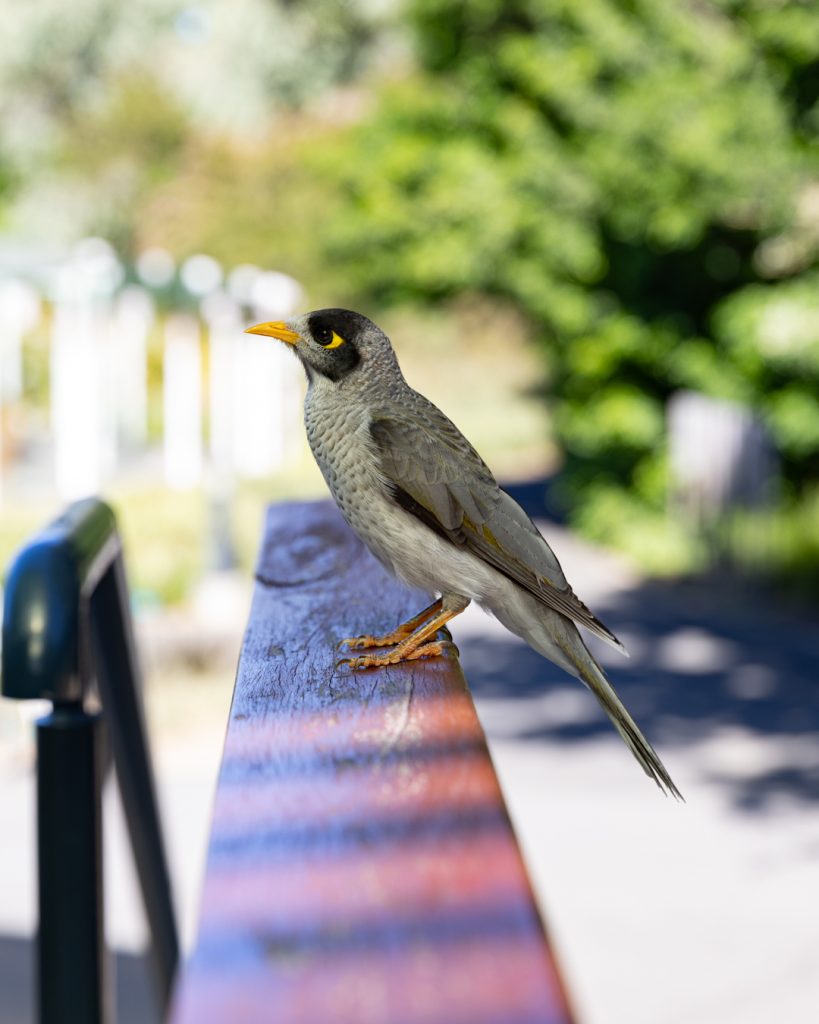 Bird in the gardens Bird in the gardens
