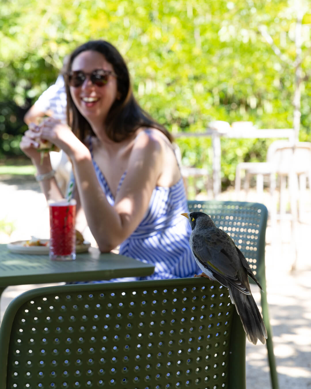 Birds in the gardens